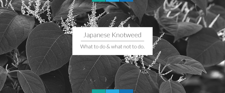 Japanese Knotweed - BES Legal LTD